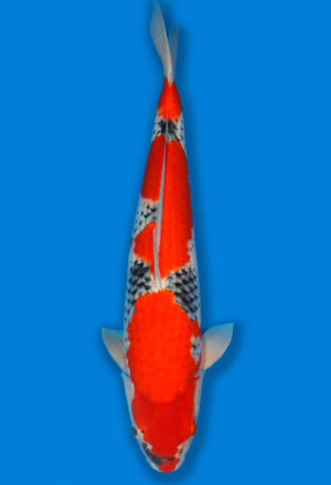 Koi Shop Kanno Goshiki Nisai Kanno female 61cm T14-1550