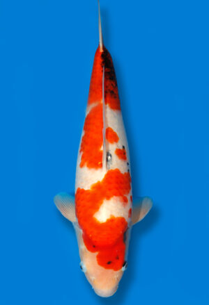 Koi Shop Dainichi Showa JumboTosai MonaLisa - 45cm T06-1096