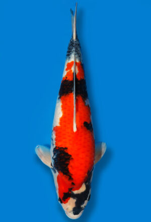 Koi Shop Dainichi Showa Nisai Monroe female 57cm T06-0169