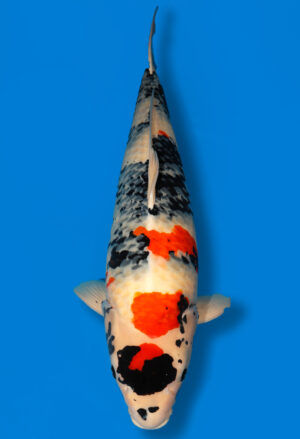 Koi Shop Dainichi Showa Sansai MonaLisa female 75cm T15-0572