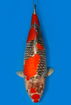 Koi Shop Kanno Goshiki KannoGoshiki female 73cm Yonsai T11-121