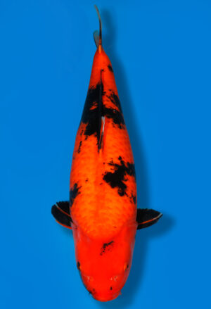 Koi Auktion Dainichi HiUtsuri Sansai MonaLisa female 66cm T15-0294