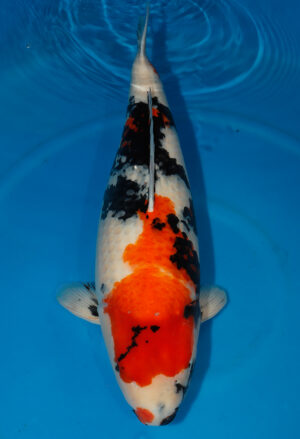 Koi Shop Dainichi Showa Sansai MonaLisa female 71cm T15-0578