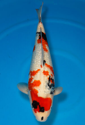 Koi Shop Dainichi GinrinShowa Nisai XGinrinShowa female 56cm T15-0746