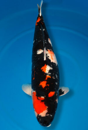 Koi Shop Dainichi Showa Sansai Monroe female 76cm T15-0577