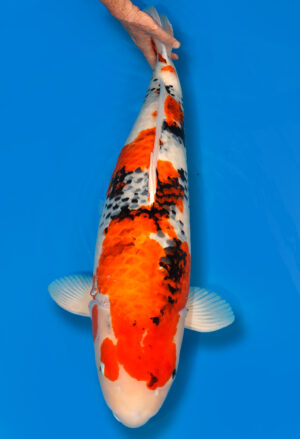 Koi Shop Dainichi GinrinShowa Sandai MonaLisa female 75cm T15-167