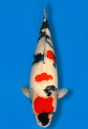 Koi Shop Dainichi Showa Nisai WhiteMonroe female 71cm T15-0297