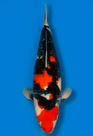 Koi Shop Dainichi Showa Nisai MonaLisa female 61cm T15-0303