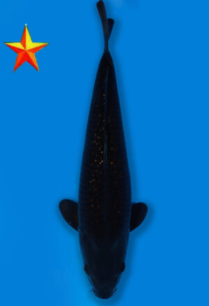 Koi Auktion Dainichi BlackDiamond JumboTosai BlackZeus - 43cm GT2-1668