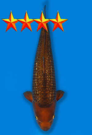 Koi Auktion Dainichi GinrinChagoi JumboTosai Diamond - 47cm GT2-1669