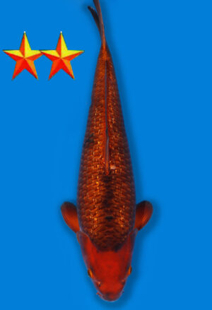 Koi Auktion Dainichi GinrinChagoi JumboTosai Diamond - 41cm GT2-1672