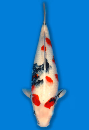 Koi Shop Dainichi Showa JumboTosai MonaLisa - 50cm T06-1701