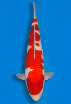 Koi Shop Dainichi Kohaku Nisai WhiteTiger female 65cm T15-0739
