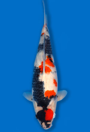 Koi Shop Dainichi Showa JumboTosai MonaLisa - 46cm T06-1722