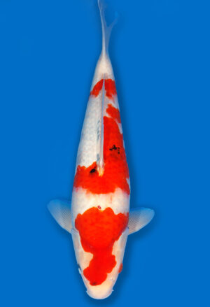 Koi Shop Dainichi Showa JumboTosai WhiteMonroe - 46cm T06-1755