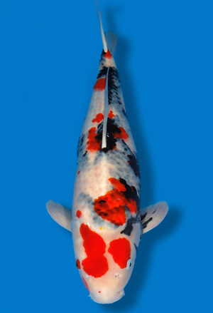Koi Shop Dainichi Showa Nisai MonaLisa female 60cm T14-1175