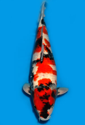 Koi Shop Dainichi Showa Nisai MonaLisa 61cm female T15-0147