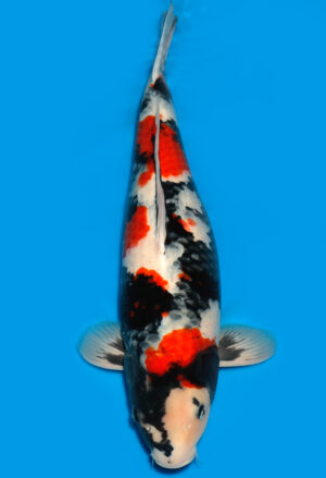 Koi Shop Dainichi Showa Nisai MonaLisa female 67cm T15-0290