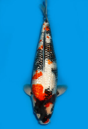 Koi Shop Dainichi GinrinShowa Nisai XGinrin female 59cm T15-0308