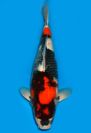 Koi Shop Dainichi Showa Nisai Monroe female 54cm T15-0204