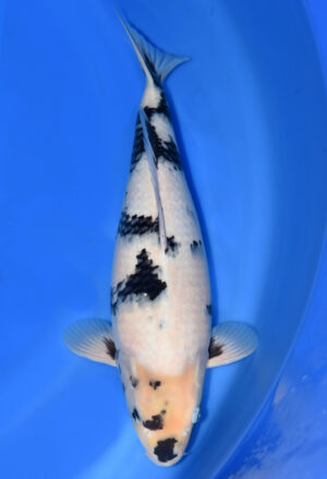 Koi Kauf Dainichi Shiro Utsuri Rokkusai SuperMonster female XXcm T6-85