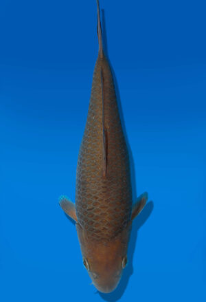 Koi Auktion Dainichi Chagoi Tosai Diamond - 21cm GT3-0696