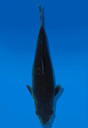 Koi Auktion Dainichi GinrinChagoi Tosai Diamond - 21cm GT3-0693