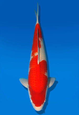 Koi Shop Dainichi Kohaku Nisai Wild male 55cm T06-0097