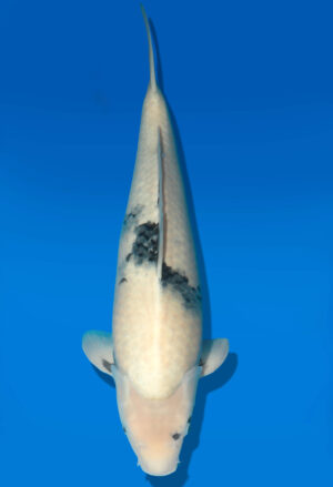 Koi Shop Dainichi Shiro Nisai Monroe female 54cm T06-0099