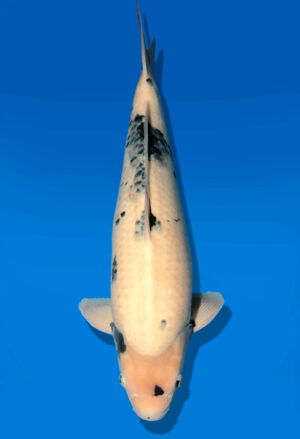 Koi Shop Dainichi Shiro Nisai WhiteMonroe male 55cm T06-0102