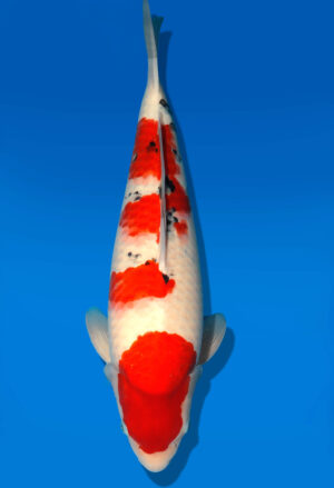 Koi Shop Dainichi Sanke Nisai MSankeJr. male 51cm T06-0103