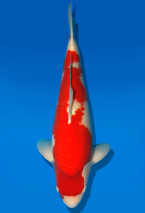Koi Shop Dainichi Kohaku Nisai Wild male 53cm T06-0114