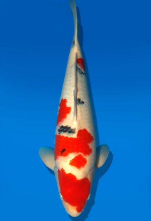 Koi Shop Dainichi Sanke Nisai MrBig male 53cm T06-0115