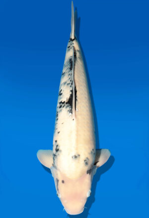 Koi Shop Dainichi Shiro Nisai MonaLisa male 57cm T06-0118