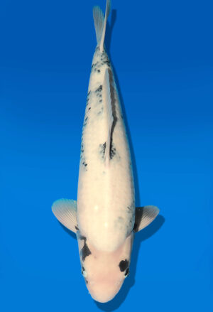 Koi Shop Dainichi Shiro Nisai MonaLisa male 56cm T06-0121