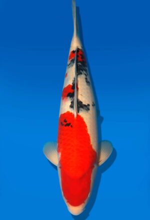 Koi Shop Dainichi Sanke Nisai MrBig male 55cm T06-0064