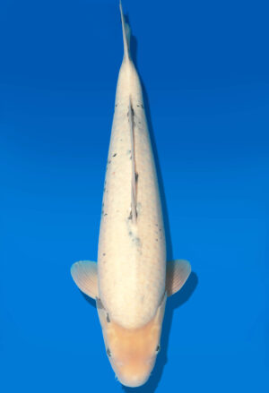 Koi Shop Dainichi Shiro Nisai BlackMonroe male 57cm T06-0071