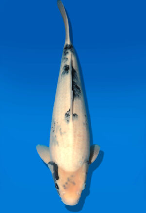 Koi Shop Dainichi Shiro Nisai BlackMonroe male 54cm T06-0078