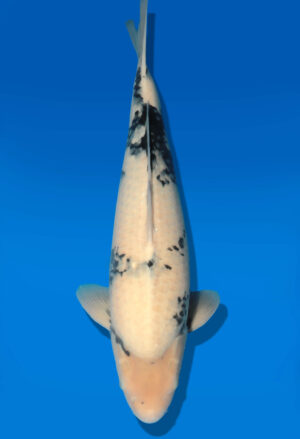 Koi Auktion Dainichi Shiro Nisai Monroe female 56cm T06-0082