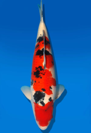 Koi Shop Dainichi Sanke Nisai MrBig male 51cm T06-0088