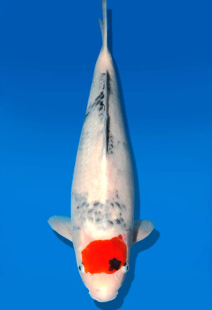 Koi Shop Dainichi TanchoShowa Nisai BlackMonroe female 48cm T06-0089