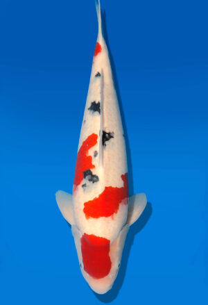 Koi Shop Dainichi Sanke Nisai MrBig male 49cm T06-0093