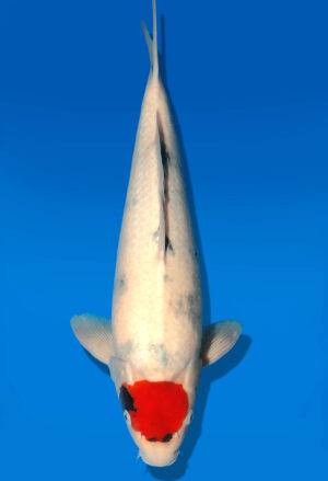 Koi Shop Dainichi TanchoShowa Nisai BlackMonroe male 50cm T06-0094