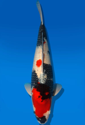 Koi Shop Dainichi Showa Nisai BlackMonroe male 58cm T06-0129