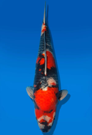 Koi Shop Dainichi Showa Nisai BlackMonroe male 62cm T06-0148