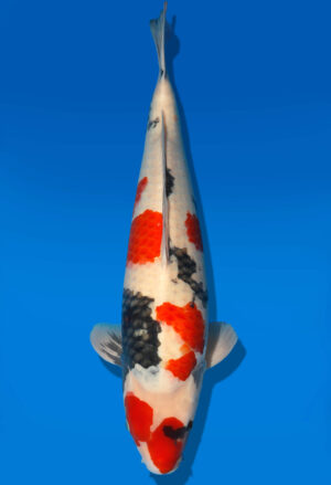 Koi Shop Dainichi Showa Nisai WhiteMonroe male 57cm T06-0159