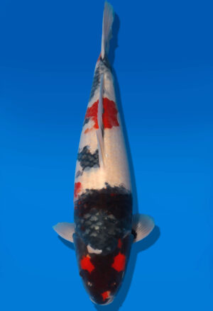 Koi Shop Dainichi Showa Nisai BlackMonroe male 53cm T06-0163