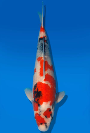 Koi Shop Dainichi Showa Nisai Monroe male 52cm T06-0171