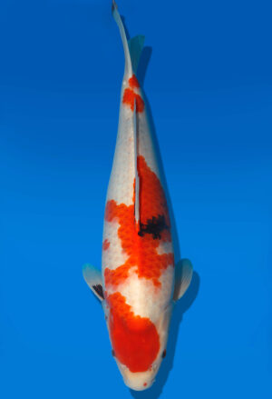 Koi Shop Dainichi Showa Nisai Monroe female 51cm T06-0175