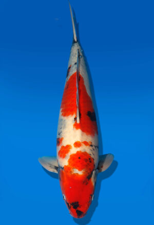 Koi Shop Dainichi Showa Nisai MonaLisa male 54cm T06-0179